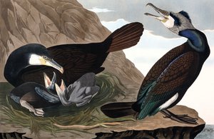 Gemeiner Kormoran, Phalacrocorax Carbo, aus „Die Vögel Amerikas“ von John J. Audubon, veröffentlicht 1827-38 (handkolorierte Gravur) von John James Audubon