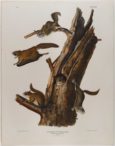Gewöhnliches Flughörnchen