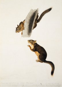 Douglas-Eichhörnchen, für das Folio Die lebendgebärenden Vierfüßer Nordamerikas, veröffentlicht 1845, ca. 1841-43 von John James Audubon