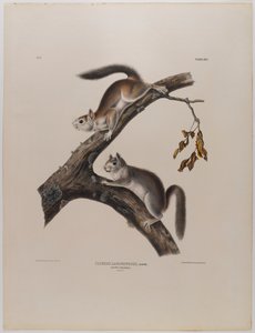 Flaumeichhörnchen