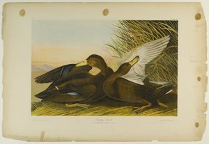Dunkle Ente, gedruckt von Julien Bien und veröffentlicht von Roe Lockwood & Son, 1861
