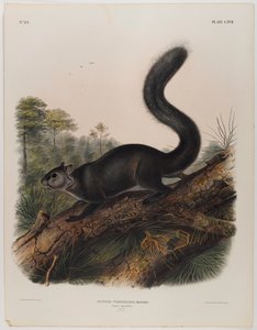Dunkles Eichhörnchen von John James Audubon