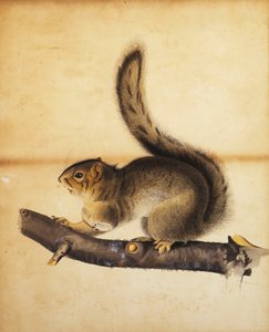 Östliches Grauhörnchen im vollen Winterfell, um 1840er