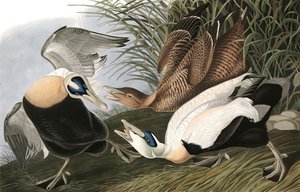 Eiderente, Fuligula Mollissima, aus "Die Vögel Amerikas" von John J. Audubon, veröffentlicht 1827-38