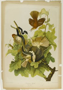 Rostfarbige Drossel, gedruckt von Julien Bien und veröffentlicht von Roe Lockwood & Son, 1861 von John James Audubon