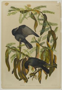 Fischkrähe, gedruckt von Julien Bien und veröffentlicht von Roe Lockwood & Son, 1861 von John James Audubon