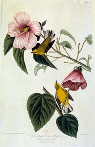 Blumen und Vögel