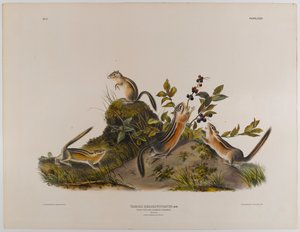 Vierstreifen-Bodenhörnchen