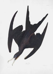 Fregattenpelikan aus Birds of America (1827)
