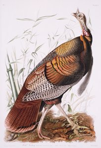 Großer amerikanischer Hahn oder Wildtruthahn von John James Audubon