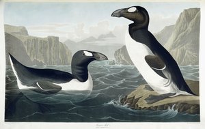 Riesenalk, 1836