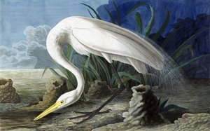 Silberreiher, Casmerodius Albus, aus "Die Vögel Amerikas" von John J. Audubon, veröffentlicht 1827-38 von John James Audubon