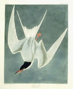 Großer Brachvogel, Männchen, Frühlingsgefieder, 1836