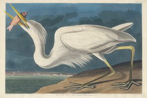 Großer Weißer Reiher, 1835