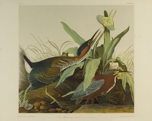 Grüner Reiher, gedruckt von Julien Bien und veröffentlicht von Roe Lockwood & Son, 1861