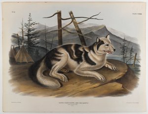Hare-Indianer-Hund