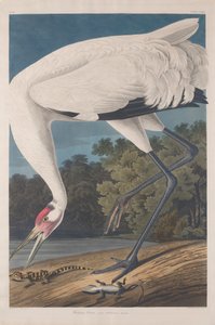 Schreikranich, 1834