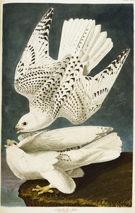Isländischer oder Jer-Falke. Gerfalke von John James Audubon