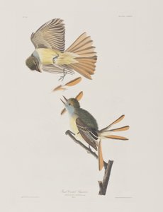 Illustration aus 