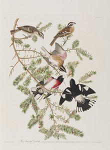 Illustration aus 