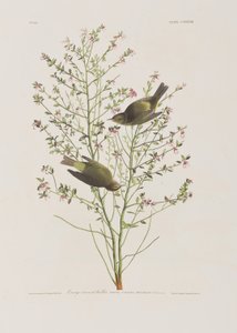 Illustration aus 