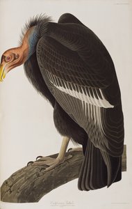 Illustration aus 