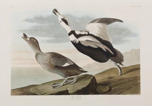 Illustration aus 