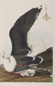 Illustration aus 