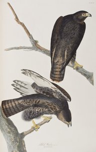 Illustration aus 