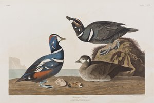 Illustration aus 