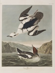 Illustration aus 