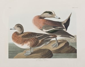 Illustration aus 
