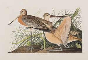 Illustration aus 