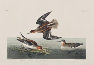 Illustration aus 