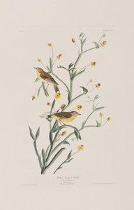 Illustration aus 