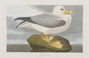 Illustration aus 