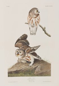 Illustration aus 