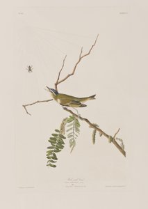 Illustration aus 