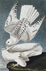 Jer- oder Islandfalke, Falco Islandicus, aus "Die Vögel Amerikas" von John J. Audubon, veröffentlicht 1827-38 von John James Audubon