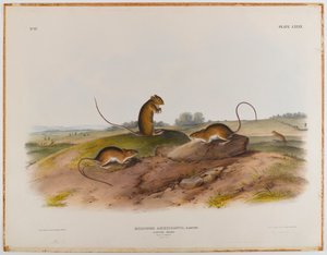 Springmaus