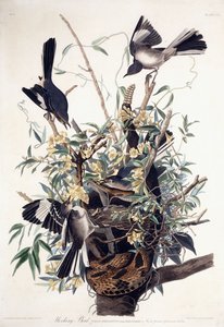Spottdrossel (Turdus Polyglottus)