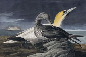 Basstölpel, Morus Bassanus, aus "Die Vögel Amerikas" von John J. Audubon, veröffentlicht 1827-38