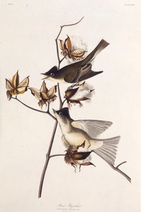Pewit Fliegenschnäpper. Aus Die Vögel Amerikas, 1827-1838