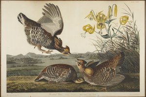 Präriehuhn von John James Audubon