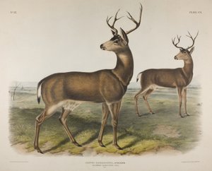 Tafel 106. Cervus Richardsonii, Aud & Bach. Kolumbianischer Schwarzschwanzhirsch, 1848 von John James Audubon