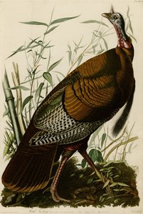 Tafel 1 von Birds of America, die einen Wilden Truthahn darstellt von John James Audubon