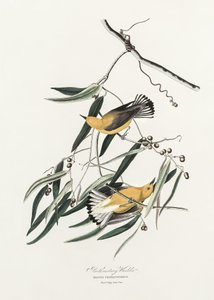 Goldwaldsänger aus Birds of America (1827) von John James Audubon