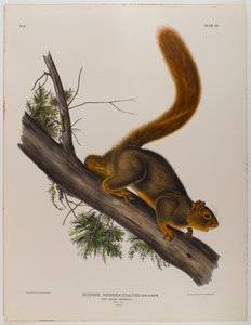 Rotschwanzhörnchen