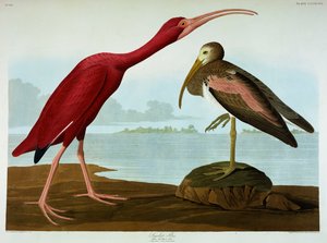 Scharlachsichler von John James Audubon