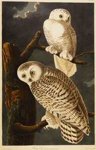 Schneeeule von John James Audubon